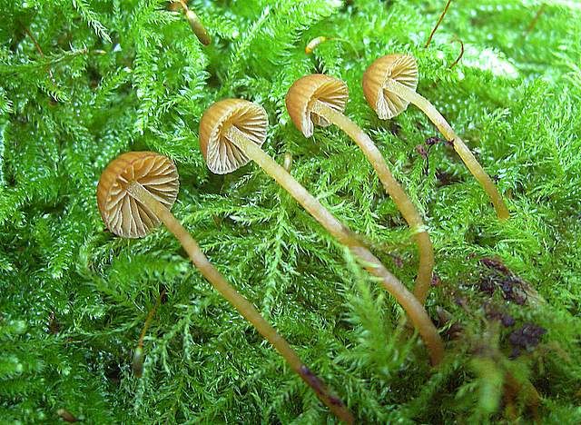 La Flora fungina negli aspetti microclimatici subtropicali